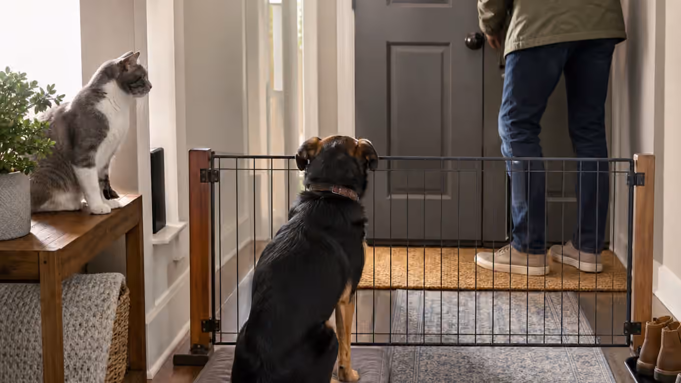 A dog waiting behind an entryway gate while a cat watches from a side perch near a closed front door.